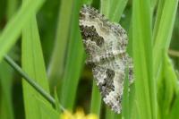 Epirrhoe alternata