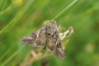 Autographa gamma