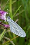 Leptidea sinapis
