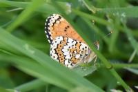 Melitaea cinxia