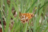 Boloria selene
