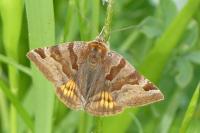 Euclidia glyphica