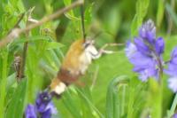 Hemaris fuciformis