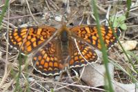 Melitaea phoebe