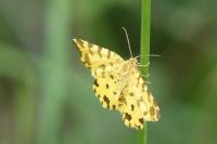 Pseudopanthera macularia