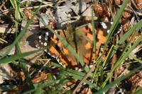 Vanessa cardui