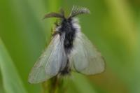 Ptilocephala albida