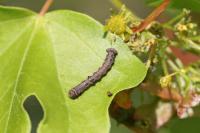 Apocheima hispidaria