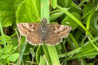 Erynnis tages