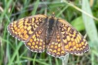 Melitaea phoebe