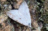 Aplocera