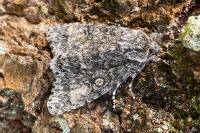 Acronicta megacephala