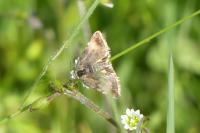 Panemeria tenebrata