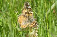 Vanessa cardui