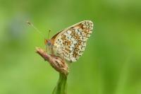 Melitaea phoebe