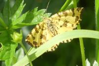 Pseudopanthera macularia
