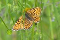Melitaea phoebe