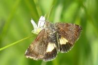Panemeria tenebrata