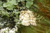 Ematurga atomaria