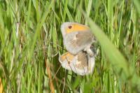 Coenonympha pamphilus