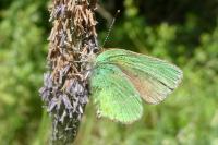 Callophrys rubi