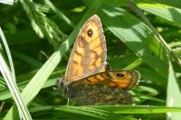 Lasiommata megera