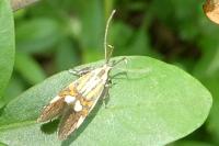 Alabonia geoffrella