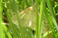 Aspitates ochrearia