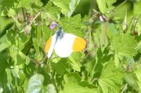 Anthocharis cardamines