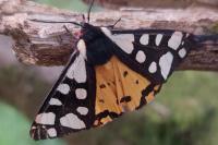 Arctia villica