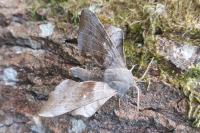 Laothoe populi