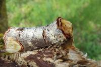 Phalera bucephala