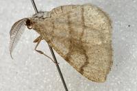 Adactylotis contaminaria