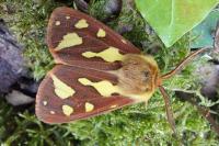 Arctia testudinaria