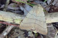 Charanyca trigrammica