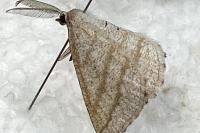 Perconia strigillaria