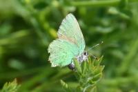 Callophrys rubi