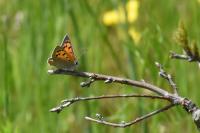 Lycaena phlaeas