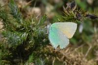 Callophrys rubi