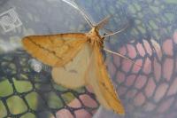 Aspitates ochrearia
