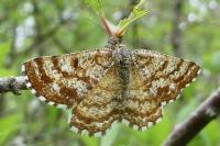 Ematurga atomaria