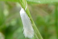 Elachista argentella