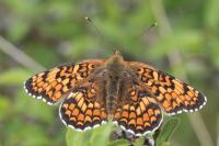 Melitaea phoebe