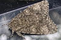 Acronicta megacephala