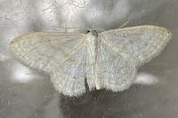 Idaea subsericeata