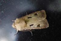 Agrotis exclamationis
