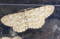 Hypomecis punctinalis