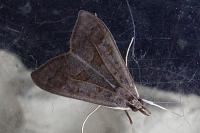 Mecyna asinalis
