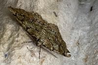 Cleorodes lichenaria