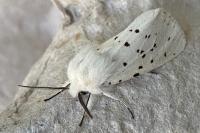 Spilosoma lubricipeda